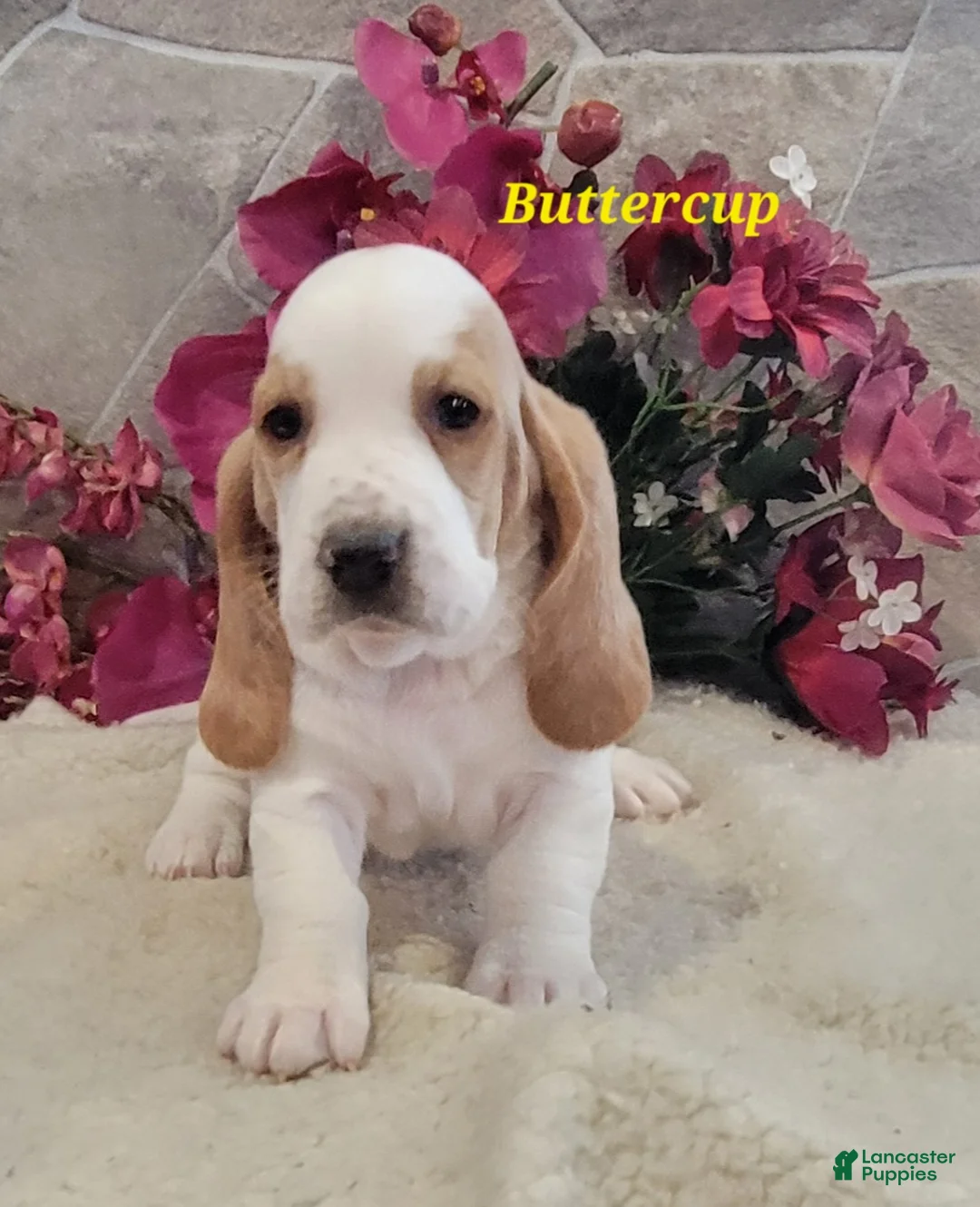 Basset Hound dogs for sale: Buttercup - Ad 4