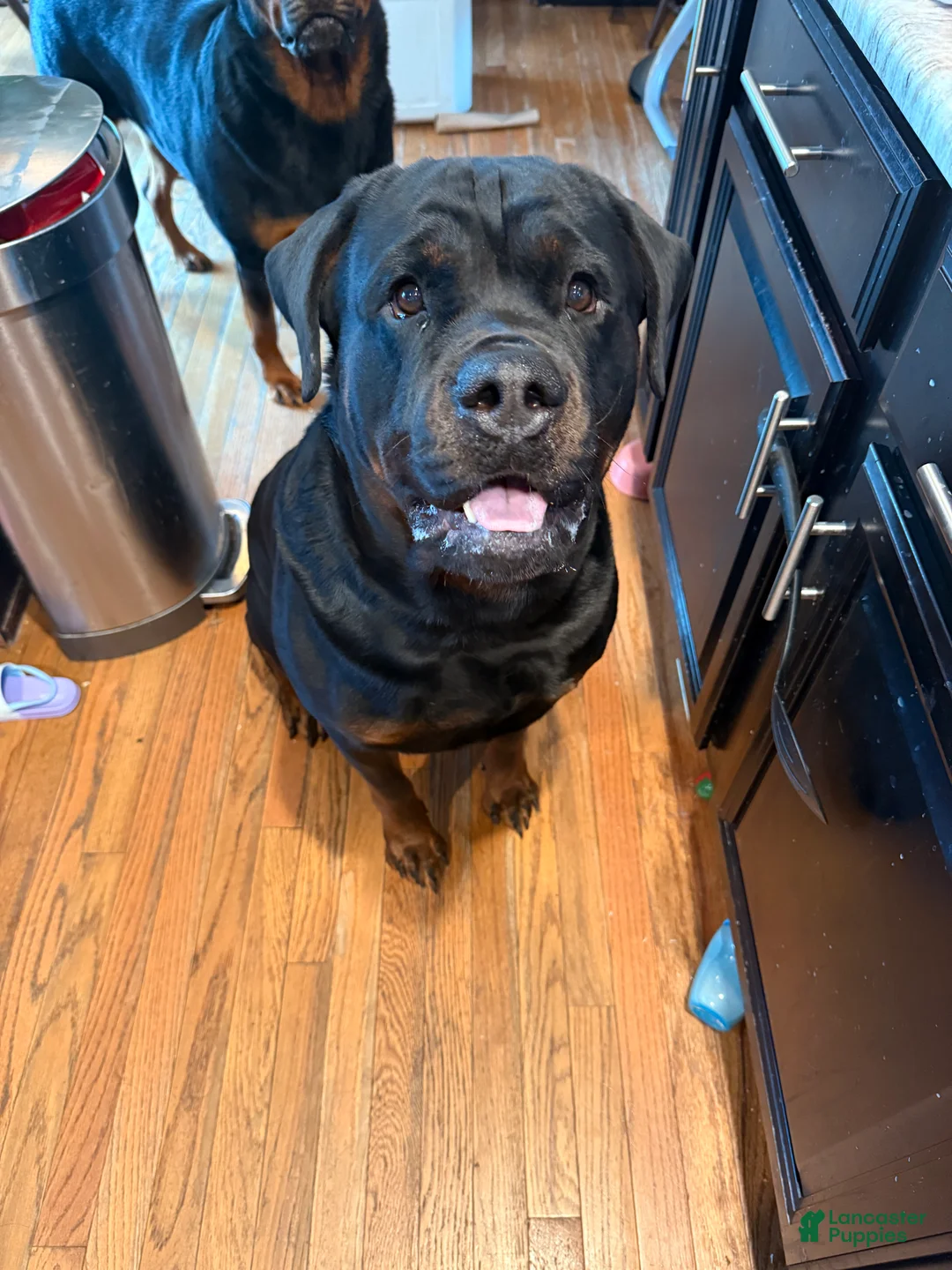 Rottweiler dogs for stud:  Rottweiler Stud services  - Ad 2