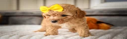 Miniature Poodle dogs for sale: Jimbo💙 - Ad 12