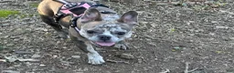 French Bulldog dogs for sale: Bento - Ad 3