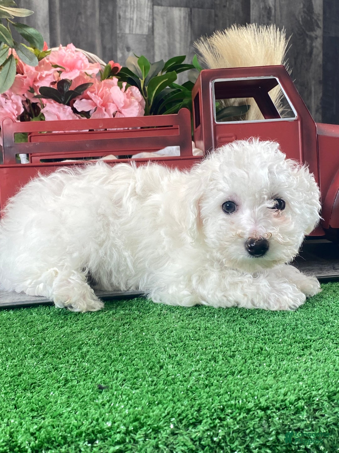 Bichon Frise dogs for sale: Buddy  - Ad 2