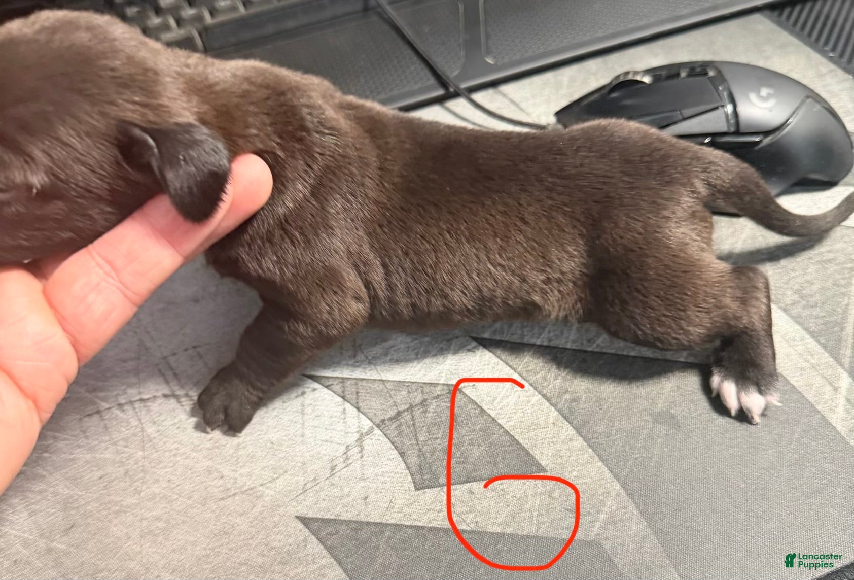 Cane Corso dogs Ginger - Ad 2