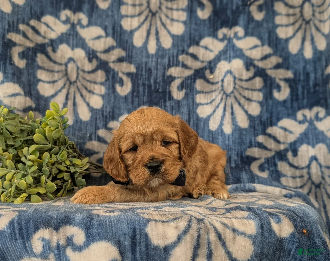 Cockapoo dogs for sale: Donnally - Ad 6