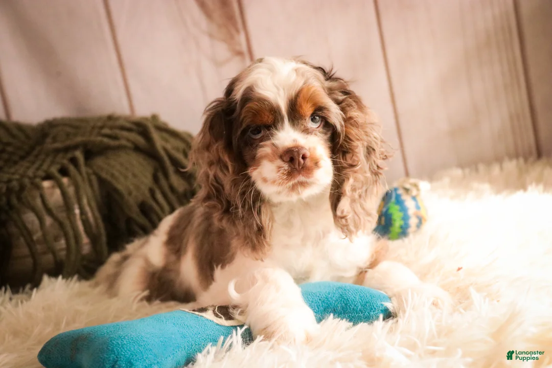 Cocker Spaniel dogs for sale: Graham - Ad 4