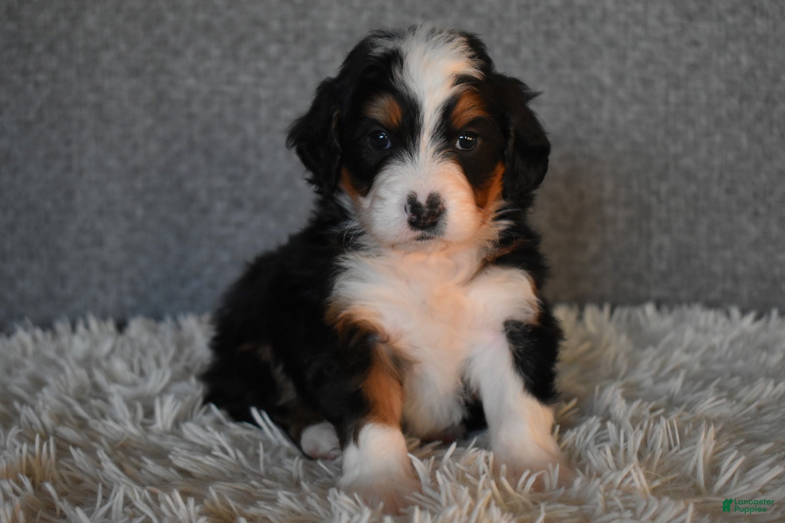 Mini Bernedoodle dogs Myles - Ad 42