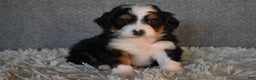 Mini Bernedoodle dogs for sale: Myles - Ad 1