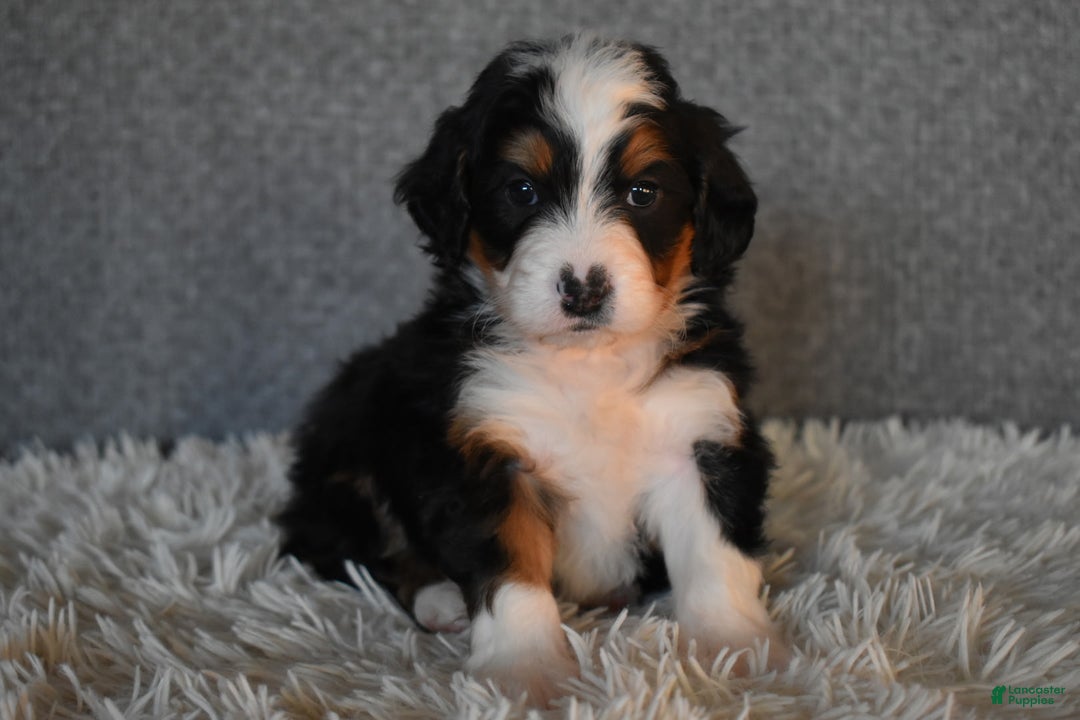 Mini Bernedoodle dogs for sale: Myles - Ad 1