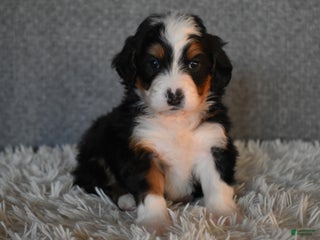 Mini Bernedoodle dogs Myles - Ad 33