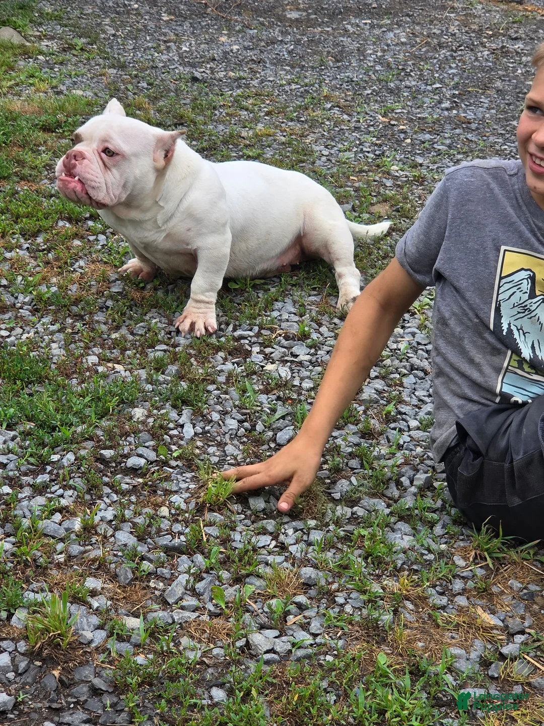 American Bully dogs for sale: Big Pun - Ad 4