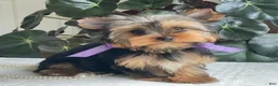 Yorkshire Terrier dogs for sale: Tucker - Ad 15