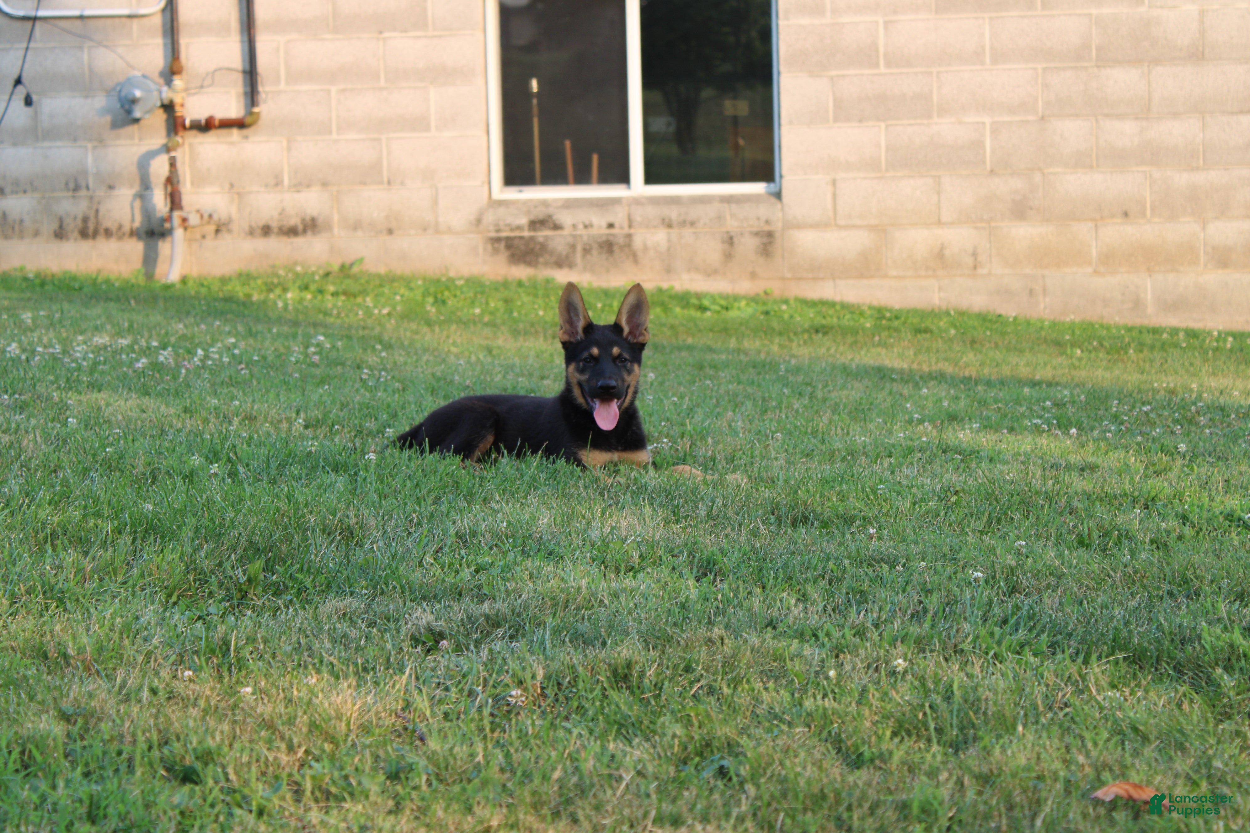 German Shepherd dogs Duke - Ad 39