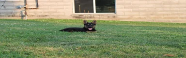 Duke