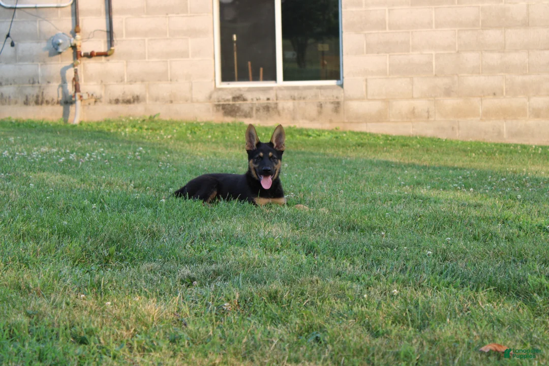 German Shepherd dogs for sale: Duke - Ad 1