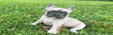 French Bulldog 3