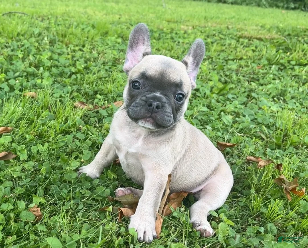 French Bulldog dogs for sale: French Bulldog 3 - Ad 1