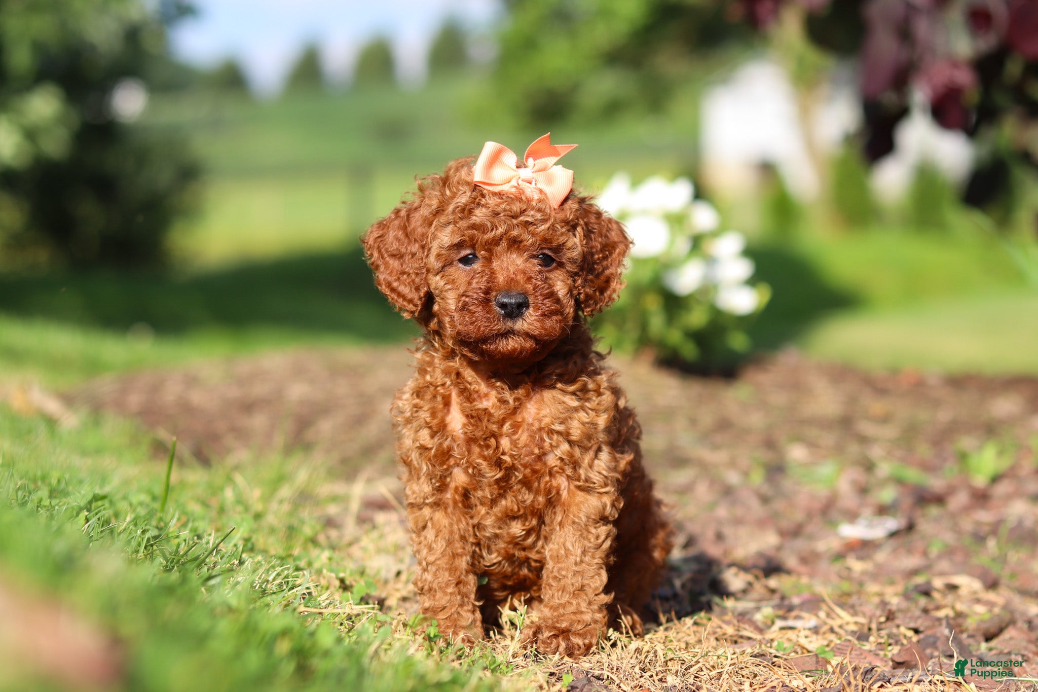 Cavapoo dogs Callie - Ad 1