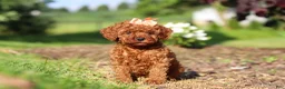 Cavapoo dogs for sale: Callie - Ad 1