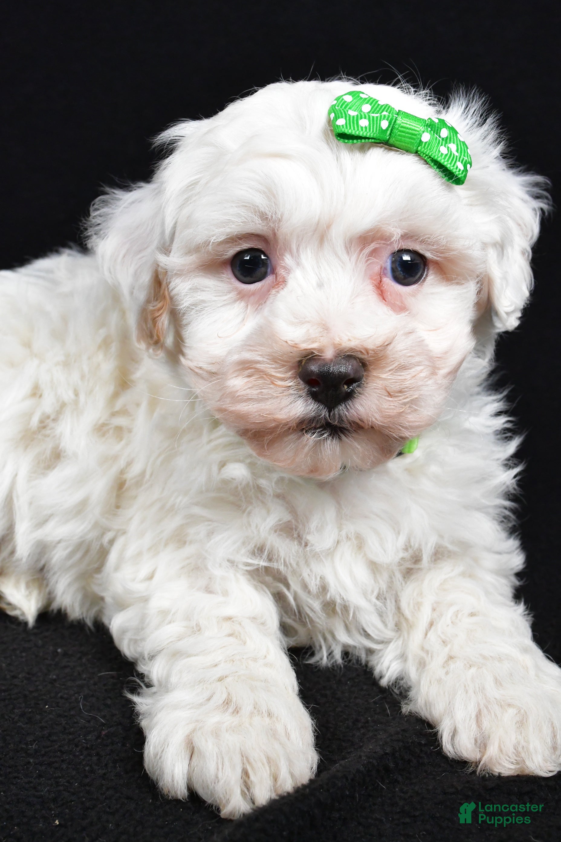 Maltipoo dogs Joshua - Ad 2