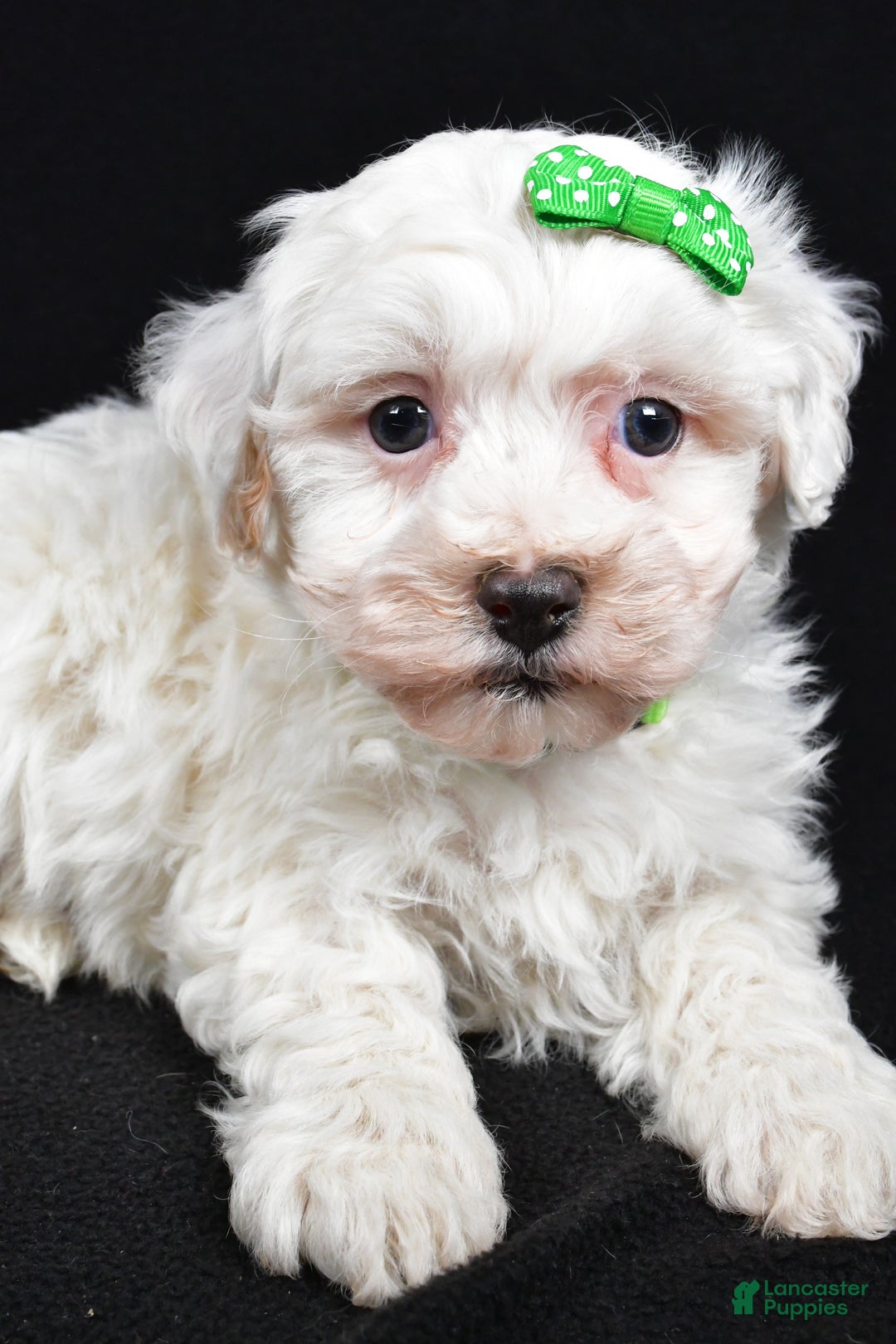 Maltipoo dogs for sale: Joshua - Ad 2