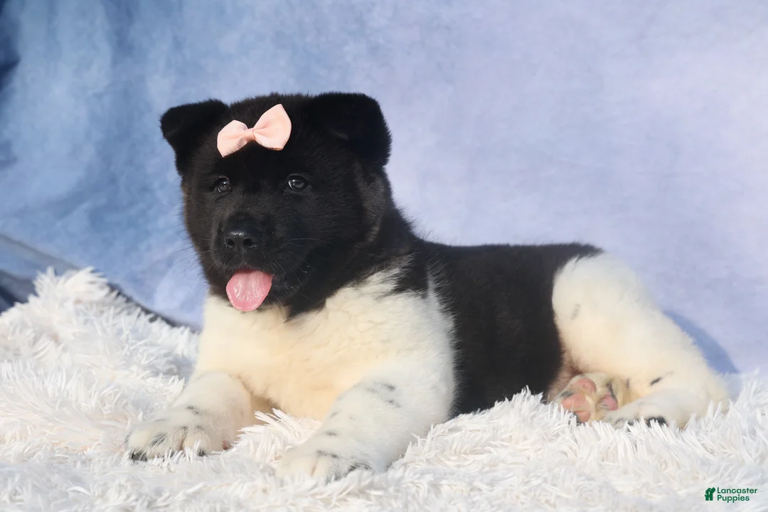 Akita dogs for sale: Olive - Ad 20