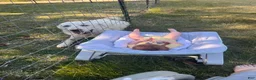 Great Pyrenees dogs for sale: Daisy - Ad 4