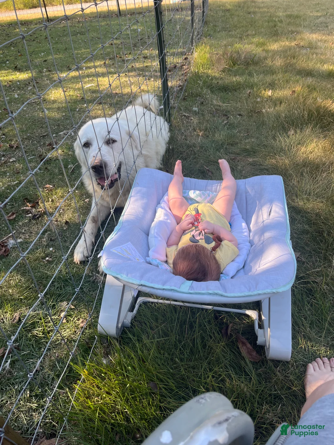 Great Pyrenees dogs for sale: Daisy - Ad 4