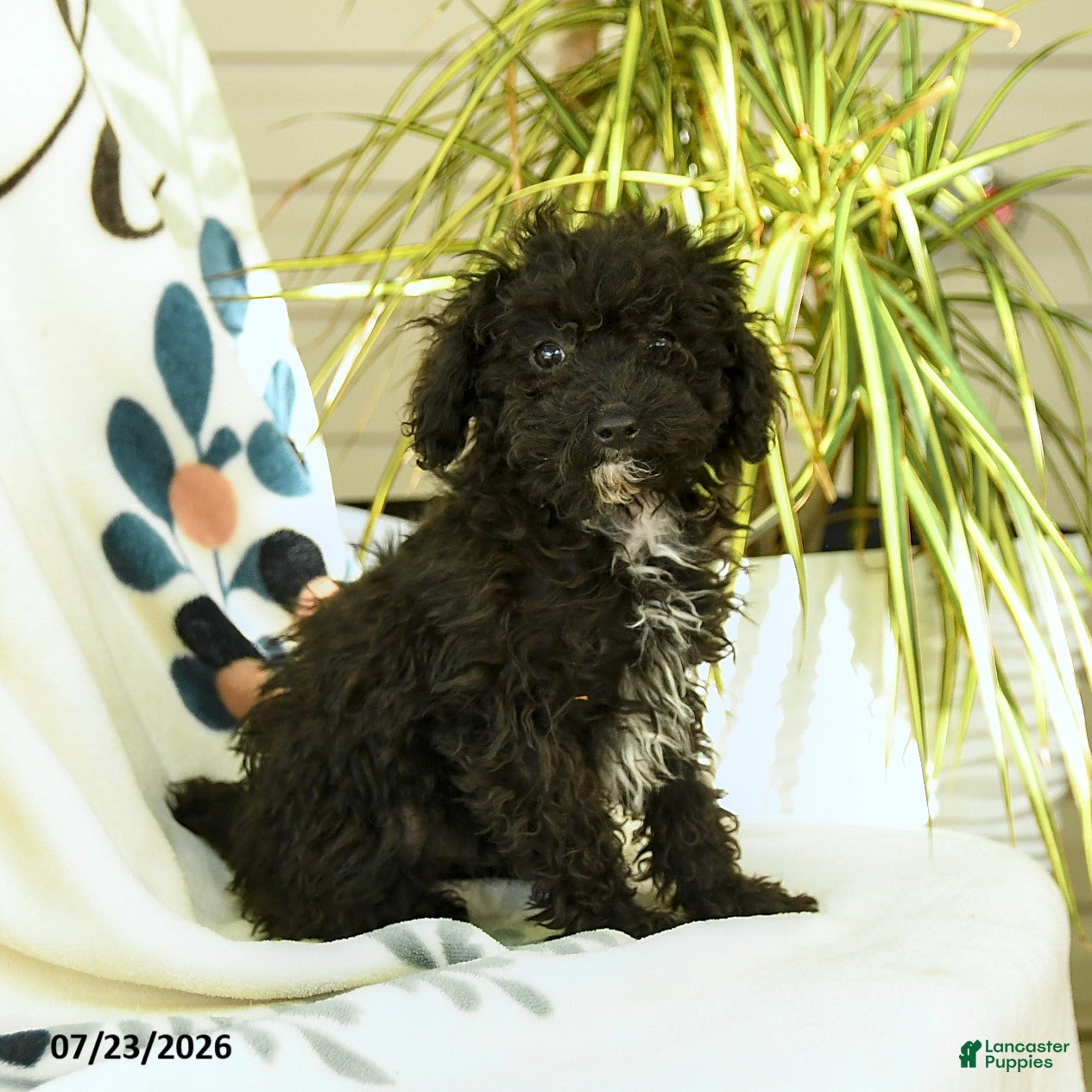 Toy Poodle dogs Quirk - Ad 1