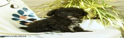 Toy Poodle dogs for sale: Quirk - Ad 6