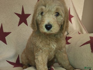 Mixed Breed dogs - Ad 29