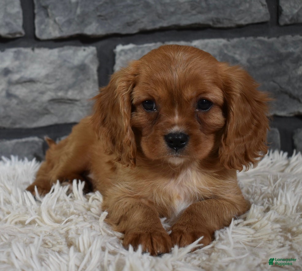 Cavalier King Charles Spaniel dogs Riley  - Ad 2