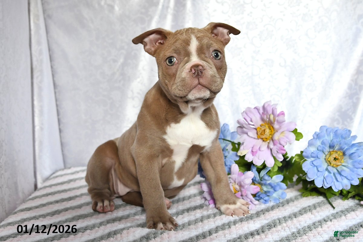 Frenchton dogs Joy - Ad 1