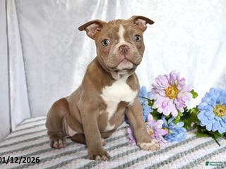 Frenchton dogs Joy - Ad 1