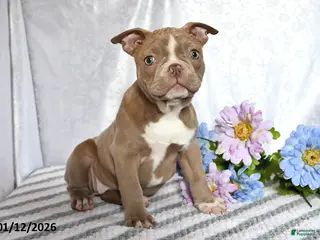 Frenchton dogs Joy - Ad 1