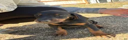 Doberman Pinscher dogs for sale: European Doberman Pinscher Yellow collar female - Ad 4