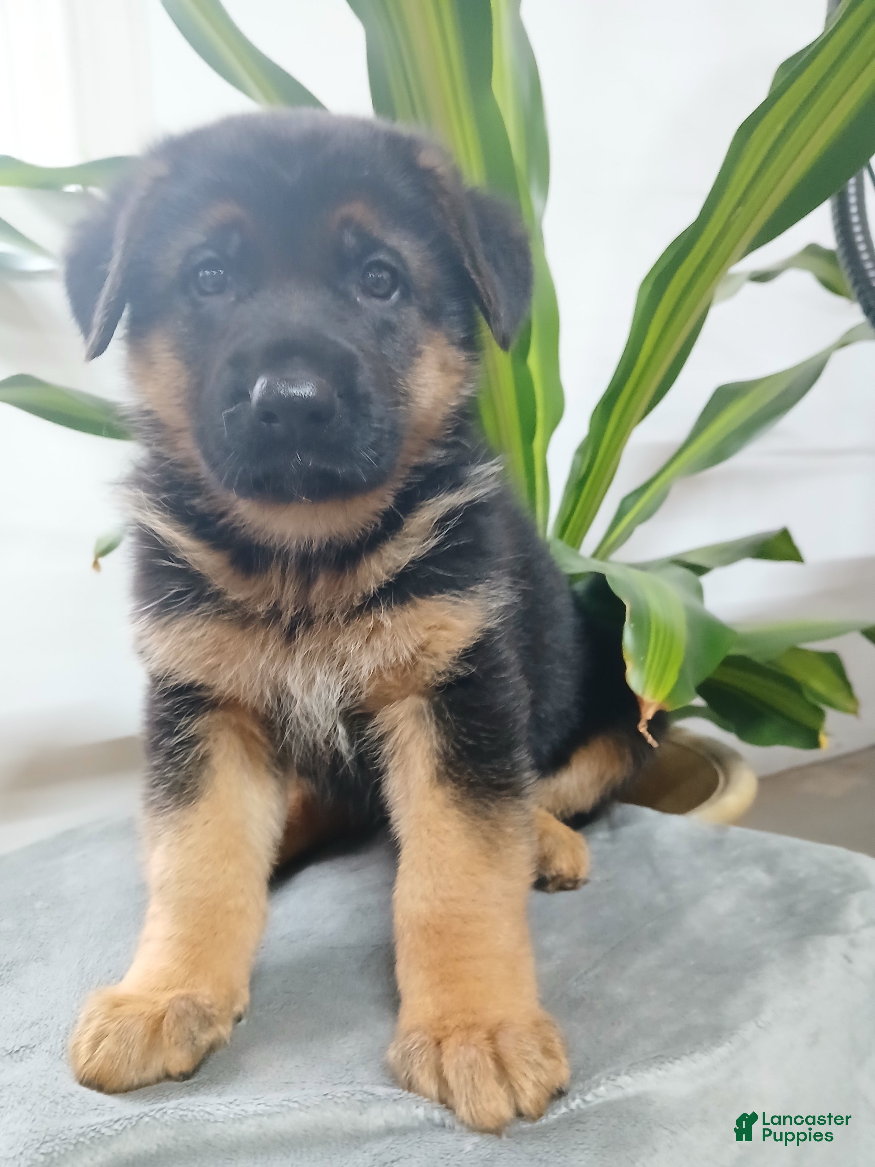 German Shepherd dogs for sale: Sasha - Ad 4