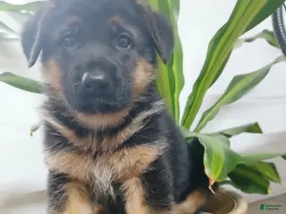 German Shepherd dogs for sale: Sasha - Ad 4