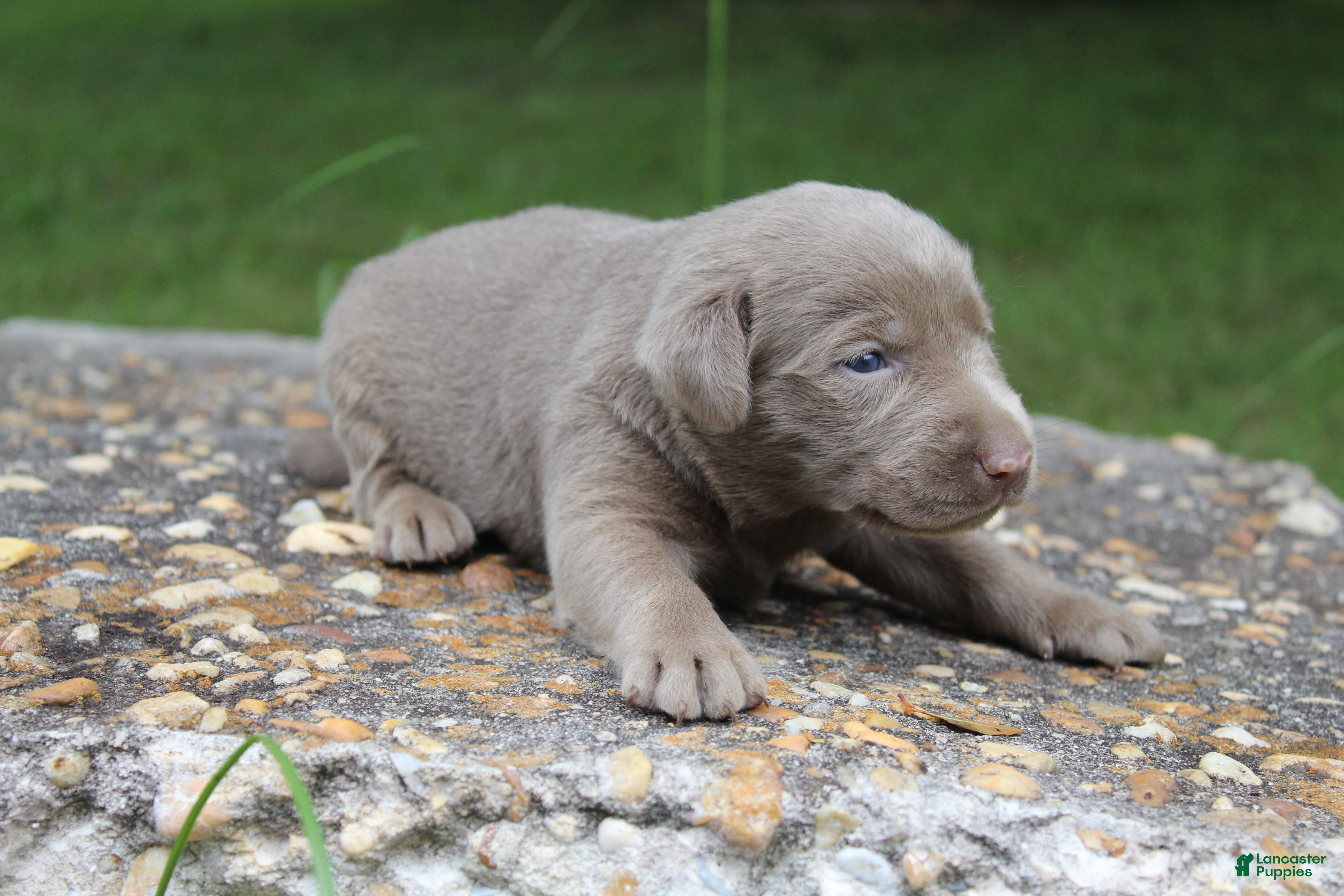 Labrador Retriever dogs Alley - Ad 1