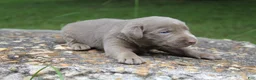 Labrador Retriever dogs for sale: Alley - Ad 1