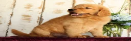 Golden Retriever dogs for sale: Jasper - Ad 6