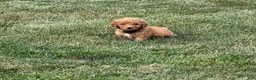 Mini Goldendoodle dogs for sale: Mini Goldendoodle 3 - Ad 5