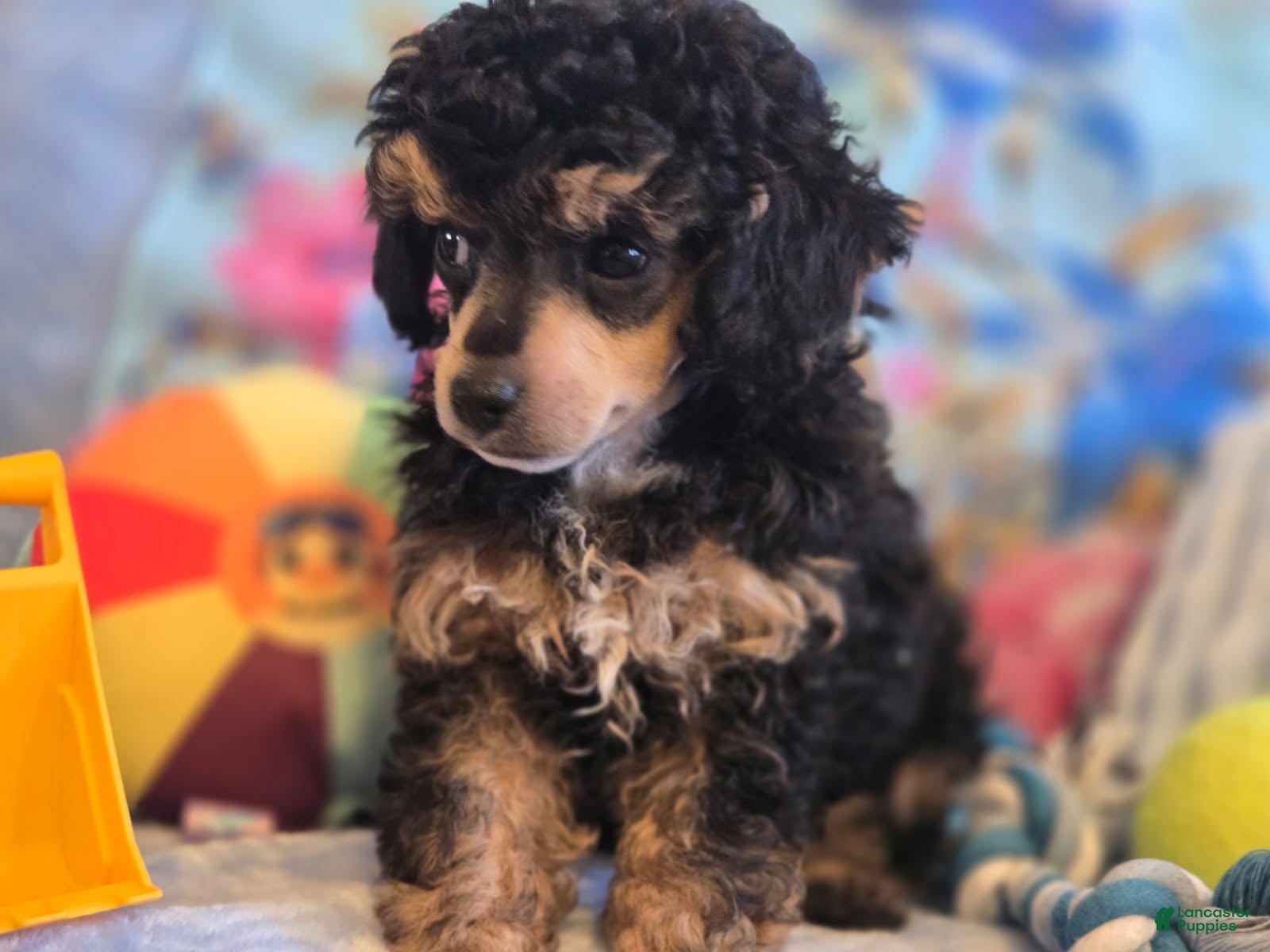 Toy Poodle dogs Asher phantom - Ad 1