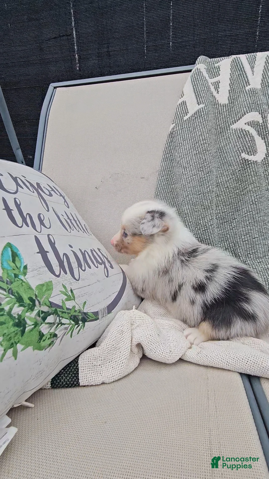 Mixed Breed dogs for sale: Reed - Ad 7