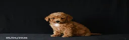 Miniature Poodle dogs for sale: Felix - Ad 1