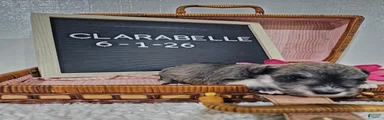 Clarabelle