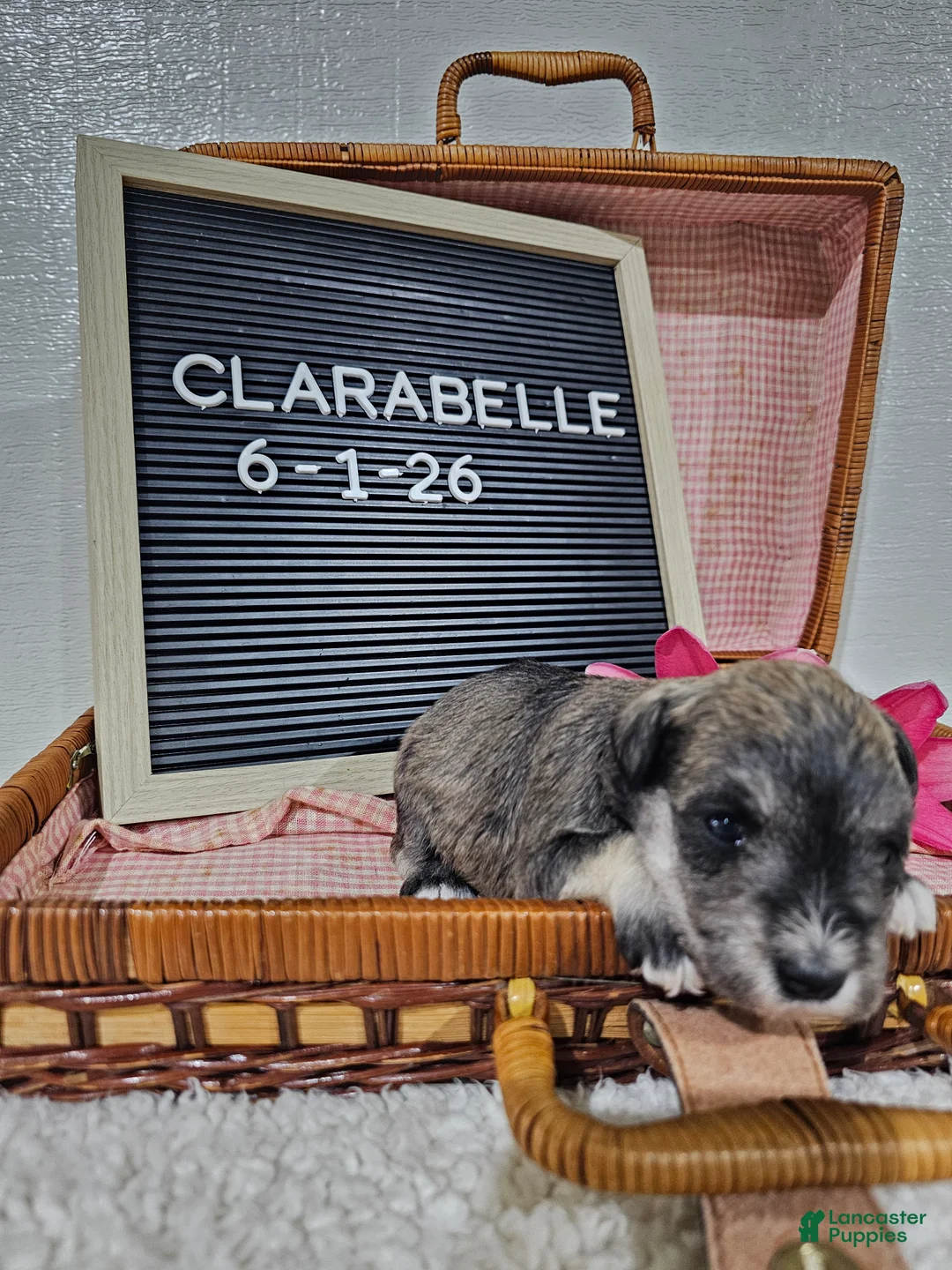 Miniature Schnauzer dogs for sale: Clarabelle - Ad 1