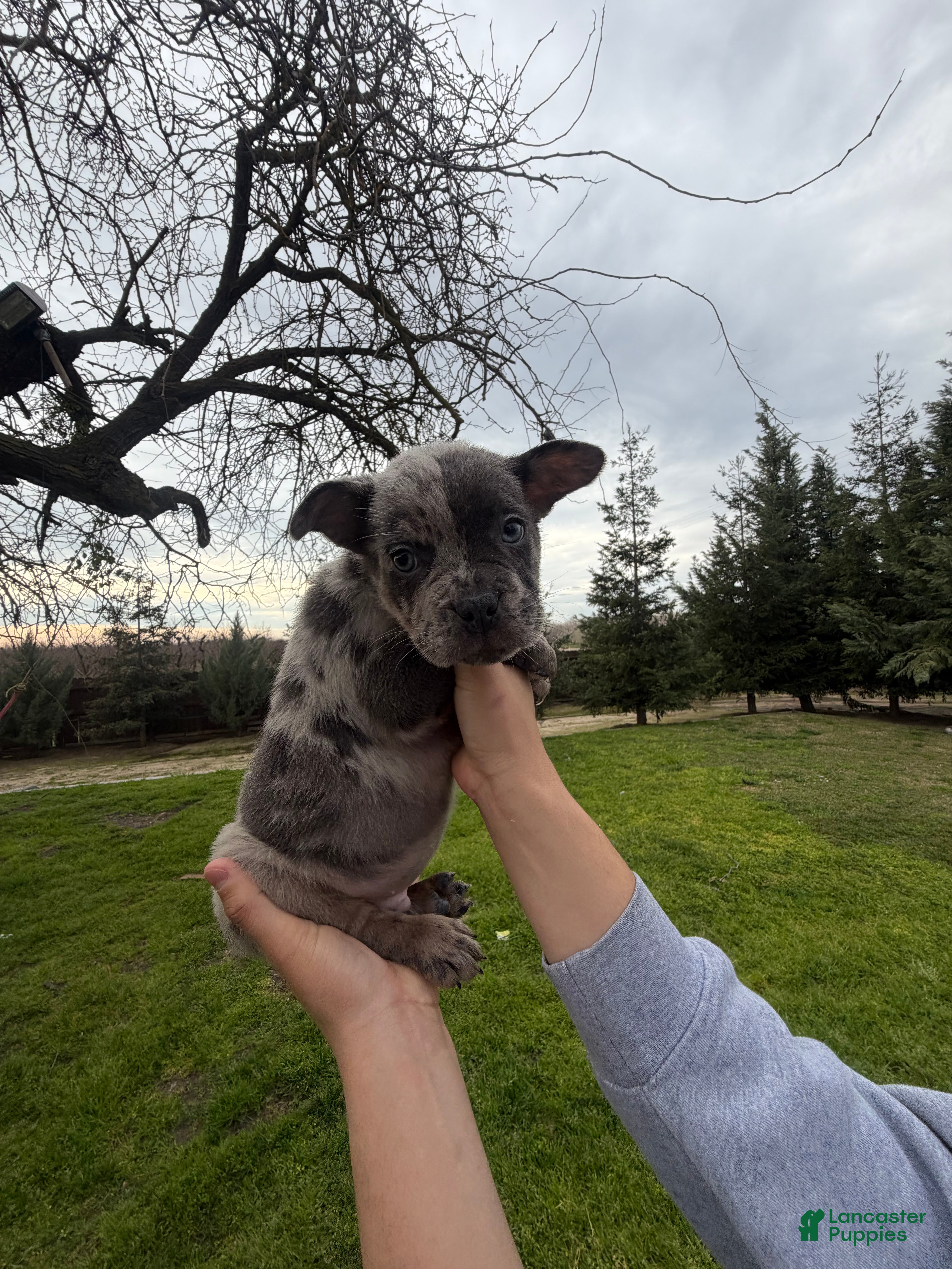 Mixed Breed dogs Mixed Breed Puppy 2 - Ad 34