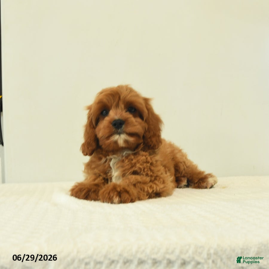 Cavapoo dogs Mercy - Ad 2