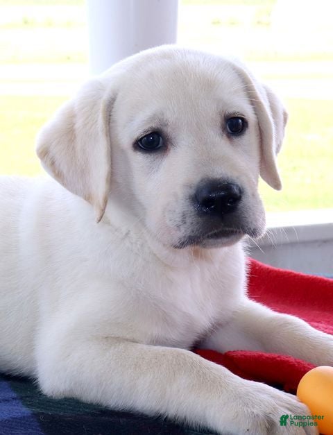 Labrador Retriever dogs Paige - Champ lines - Ad 2