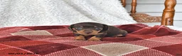 Miniature Dachshund dogs for sale: Jasper - Ad 4