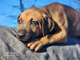 Catahoula Leopard Dog dogs Tala 2025 Female 2 - Ad 12